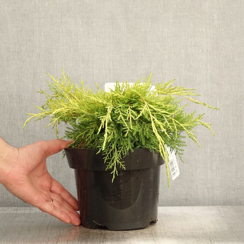 Esimerkki syksyllä toimitetusta Genévrier - Juniperus pfitzeriana King Of Spring Pot de 2L/3L-taimesta