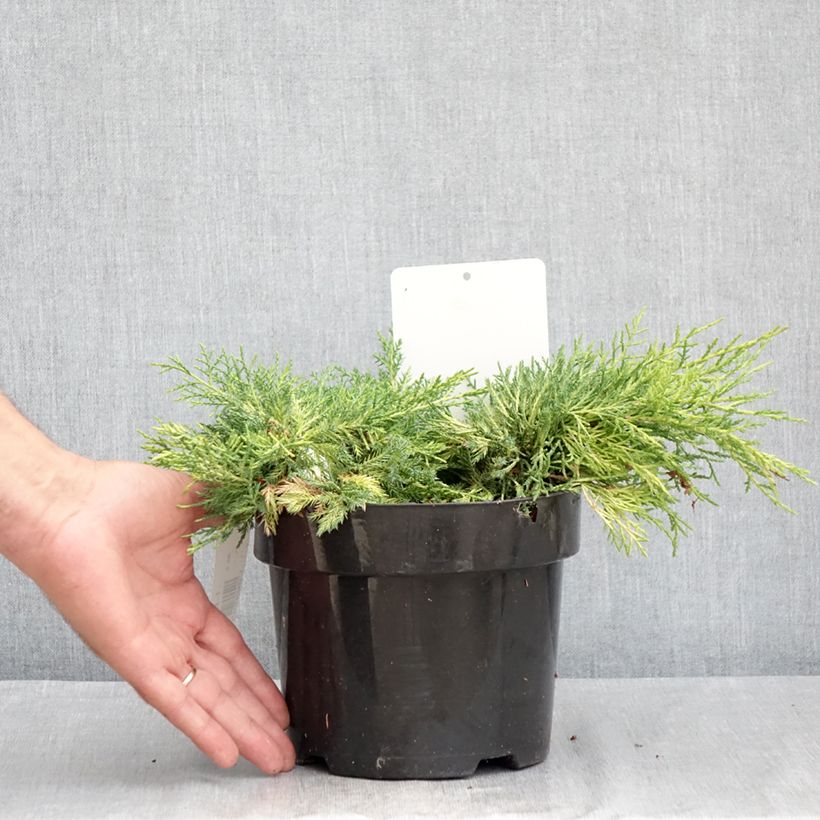 Esimerkki kesällä toimitetusta Tarhakataja King of Spring Ruukku 2L / 3L-taimesta