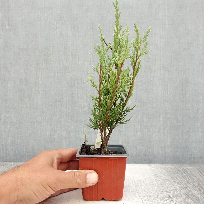 Esimerkki kesällä toimitetusta Kalliokataja Moonglow Godet de 8/9 cm-taimesta