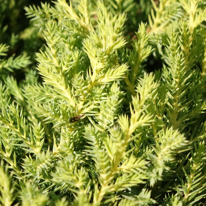 Tarhakataja Gold Star (Lehvistö)