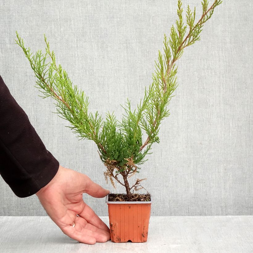 Esimerkki syksyllä toimitetusta Tarhakataja Mint Julep 8/9 cm taimiruukku-taimesta