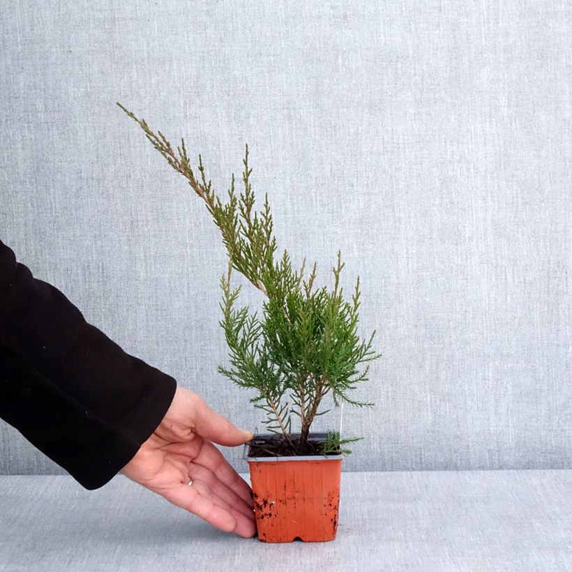 Esimerkki talvella toimitetusta Genévrier - Juniperus x media Mint Julep Godet de 8/9 cm-taimesta