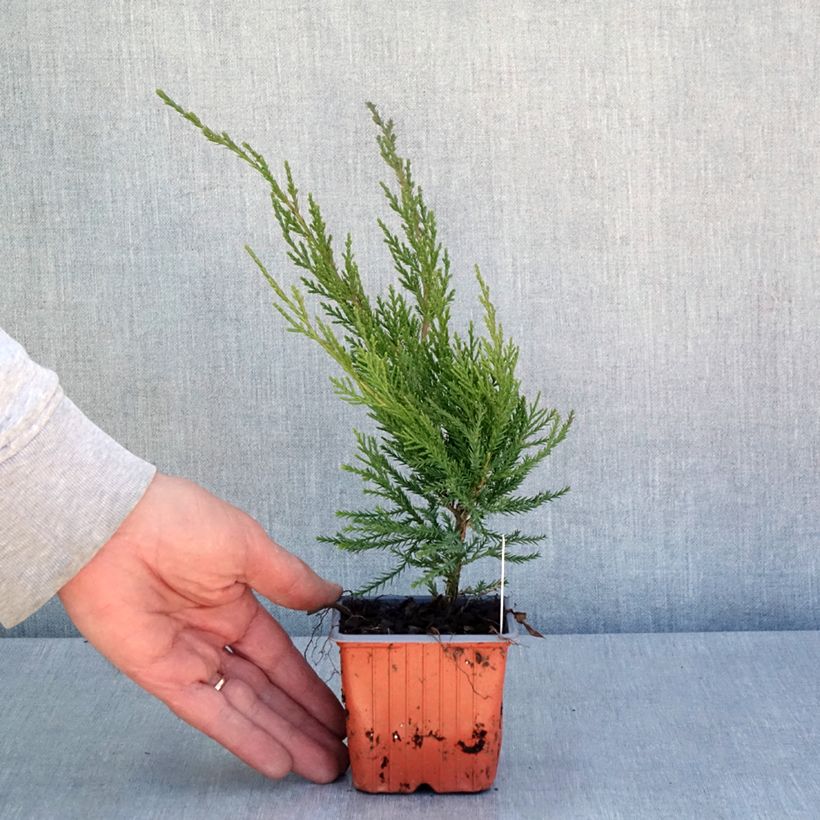 Esimerkki keväällä toimitetusta Tarhakataja Mint Julep Taimiruukku 8/9 cm-taimesta