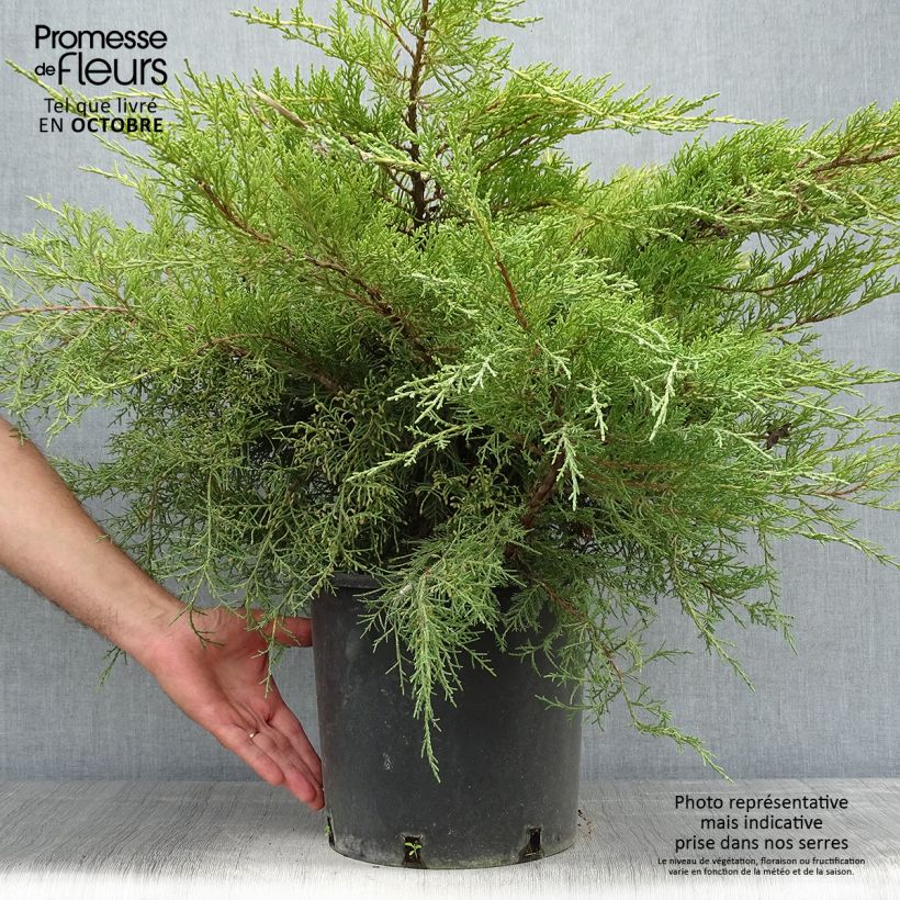 Esimerkki syksyllä toimitetusta Tarhakataja Pfitzeriana Aurea 7,5 litran / 10 litran ruukku-taimesta