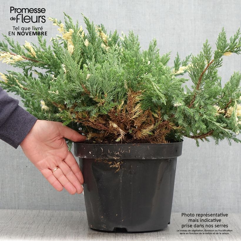 Esimerkki syksyllä toimitetusta Genévrier rampant - Juniperus chinensis Expansa Variegata Pot de 7,5L/10L-taimesta