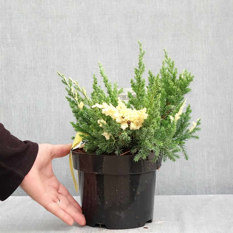 Esimerkki syksyllä toimitetusta Kiinankataja Expansa Variegata 2 litran/3 litran ruukku-taimesta
