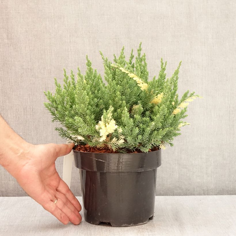 Esimerkki kesällä toimitetusta Kiinankataja Expansa Variegata Pot de 2L/3L-taimesta