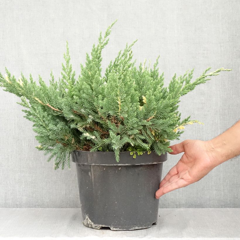 Esimerkki kesällä toimitetusta Kiinankataja Expansa Variegata Pot de 7,5L/10L-taimesta