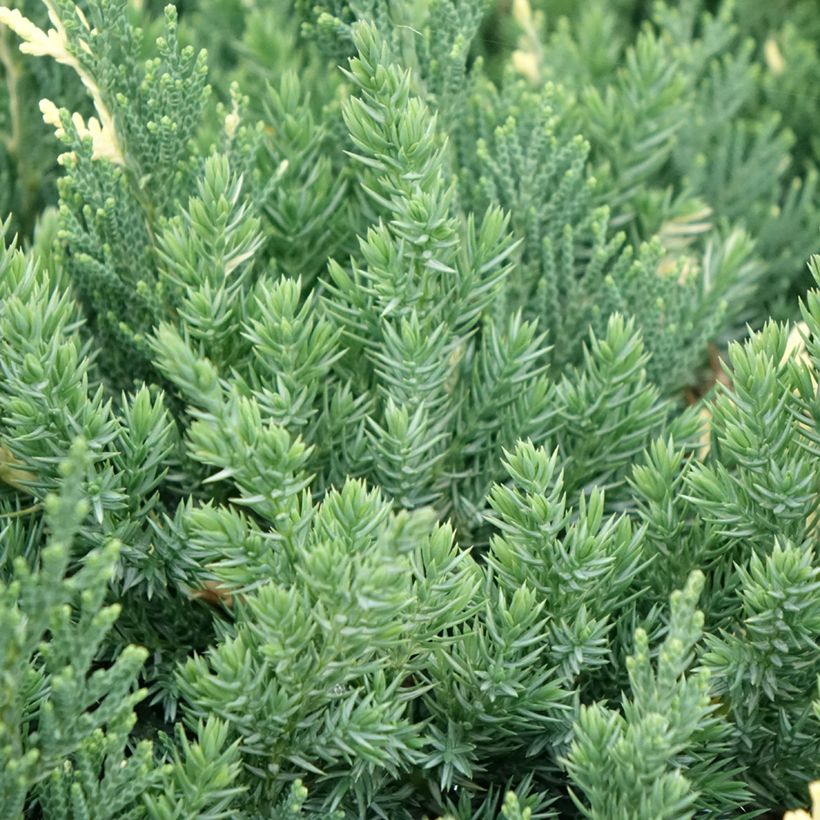 Kiinankataja Expansa Variegata (Lehvistö)