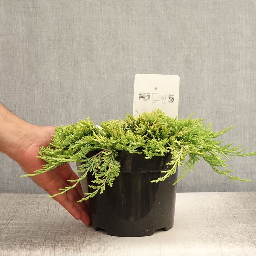 Esimerkki kesällä toimitetusta Laakakataja Golden Carpet Pot de 2L/3L-taimesta