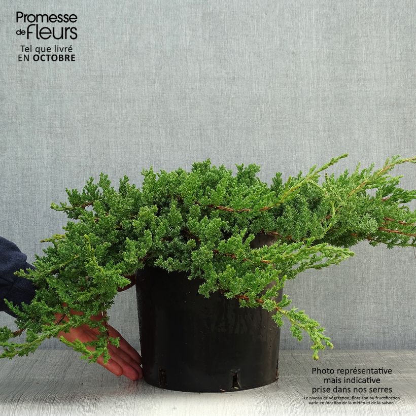 Esimerkki syksyllä toimitetusta Genévrier rampant - Juniperus procumbens Nana Pot de 7,5L/10L-taimesta