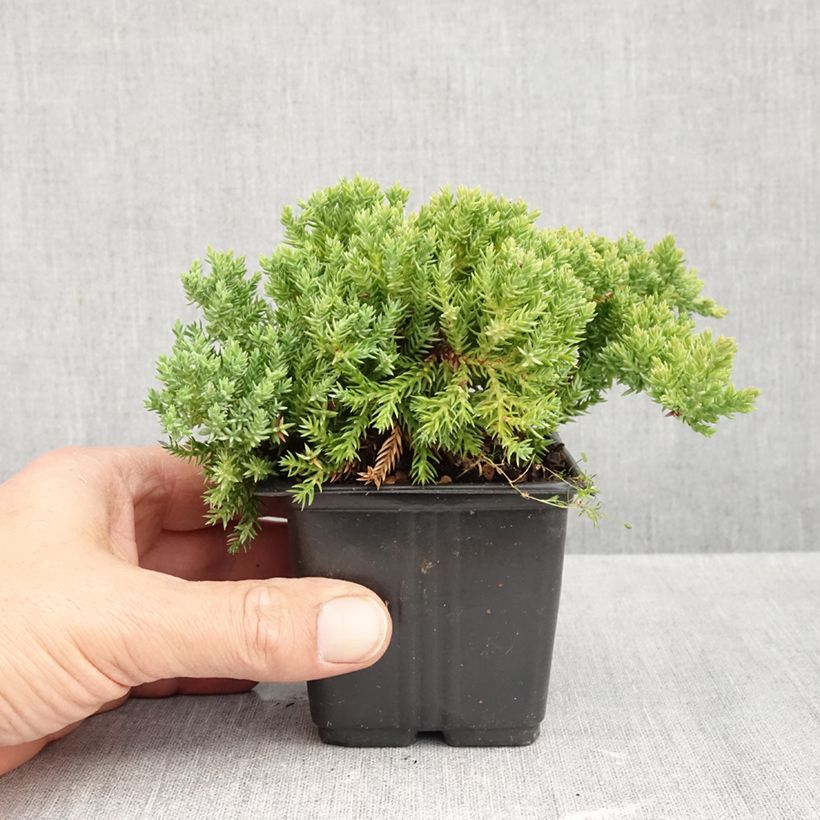 Esimerkki syksyllä toimitetusta Harokataja Nana 8/9 cm taimiruukku-taimesta