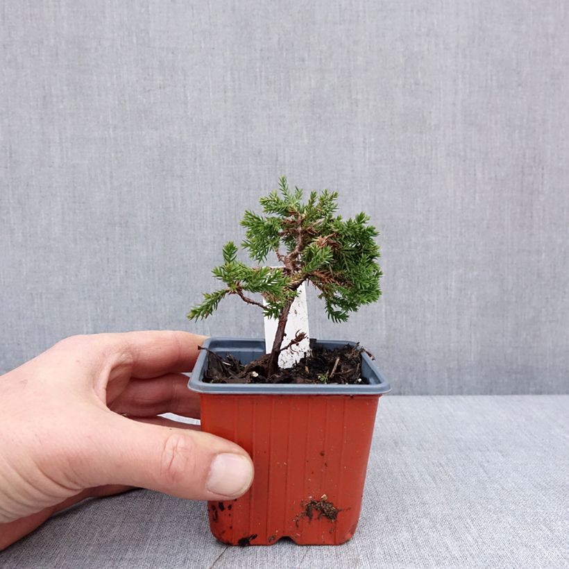 Esimerkki talvella toimitetusta Genévrier rampant - Juniperus procumbens Nana Godet de 8/9 cm-taimesta