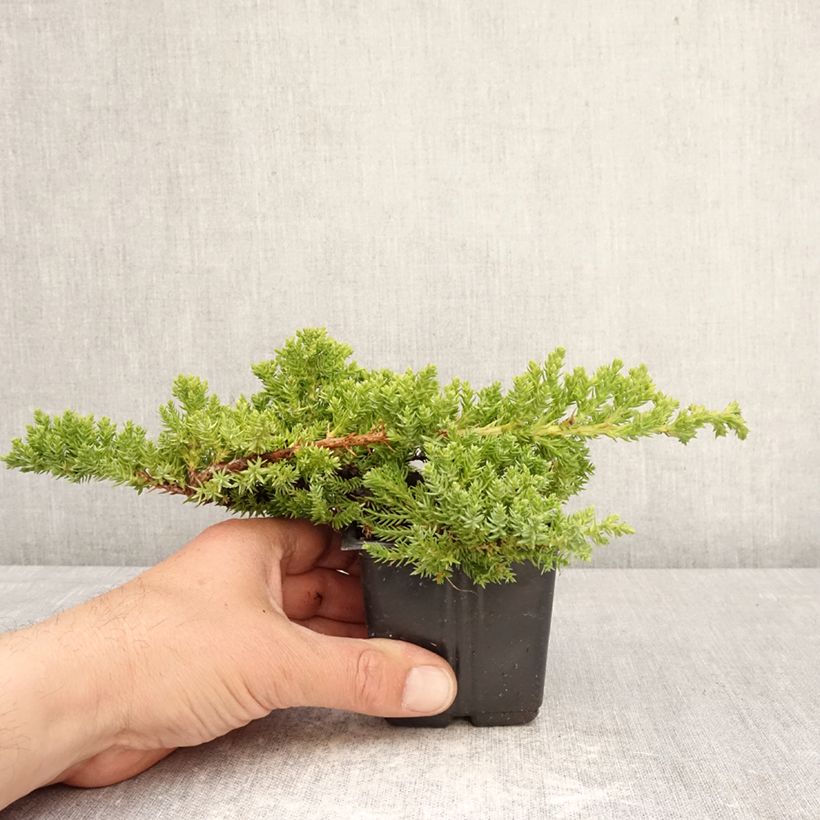 Esimerkki keväällä toimitetusta Harokataja Nana Taimiruukku 8/9 cm-taimesta
