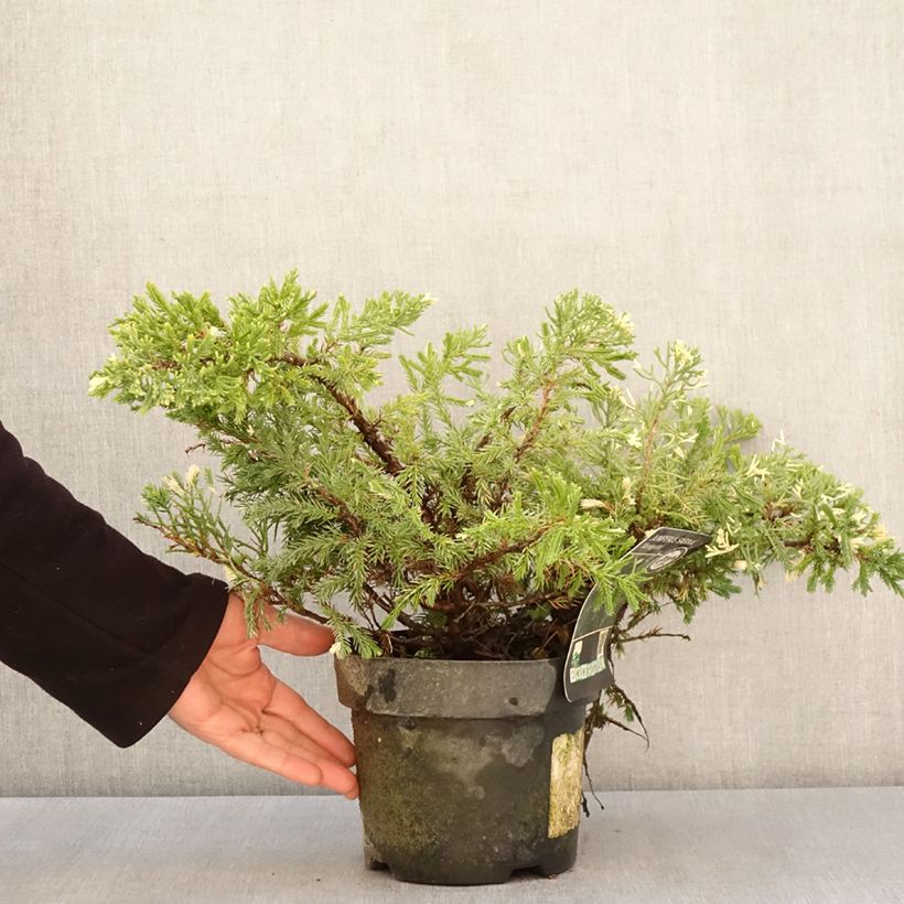 Esimerkki keväällä toimitetusta Rohtokataja Variegata Pot de 2L/3L-taimesta