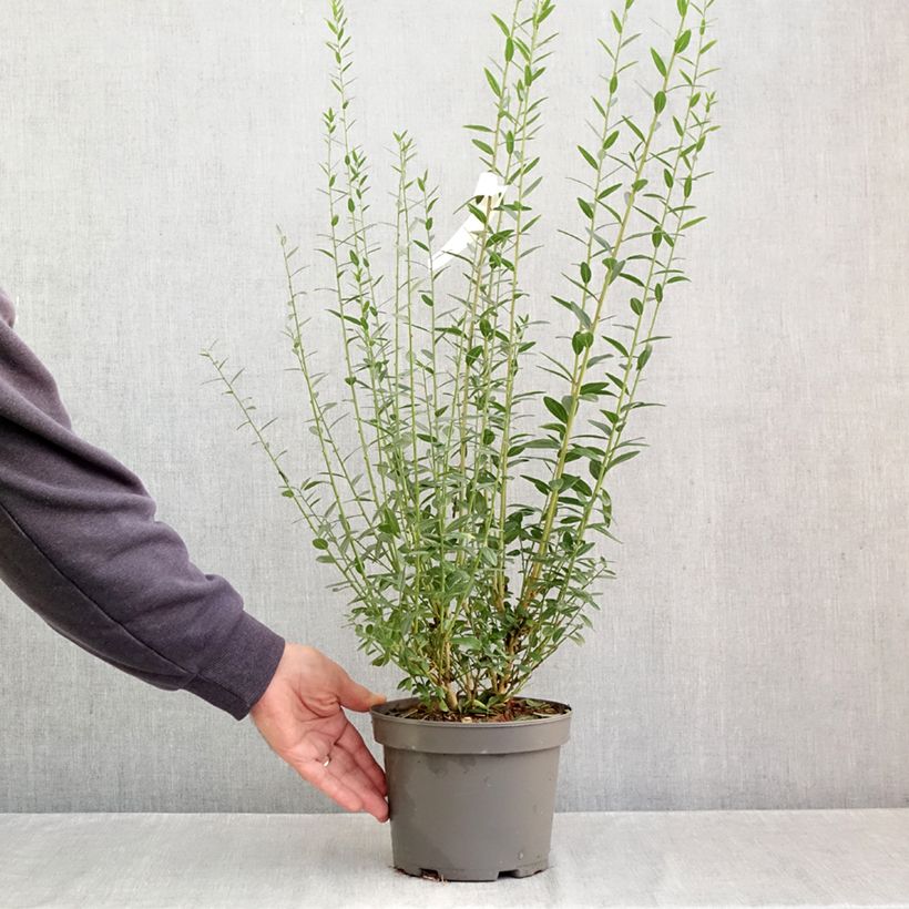 Esimerkki syksyllä toimitetusta Pensasväriherne - Genista tinctoria 3 litran/4 litran ruukku-taimesta