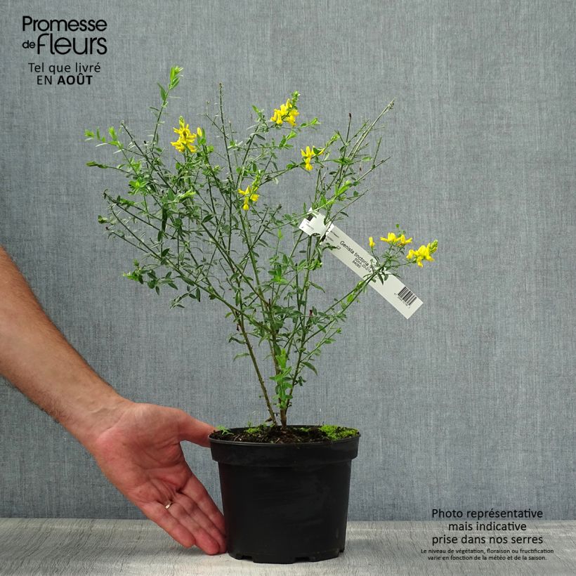 Esimerkki kesällä toimitetusta Pensasväriherne Plena Pot de 2L/3L-taimesta