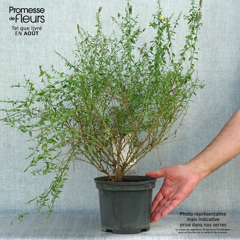 Esimerkki kesällä toimitetusta Pensasväriherne Royal Gold Pot de 1,5L/2L-taimesta