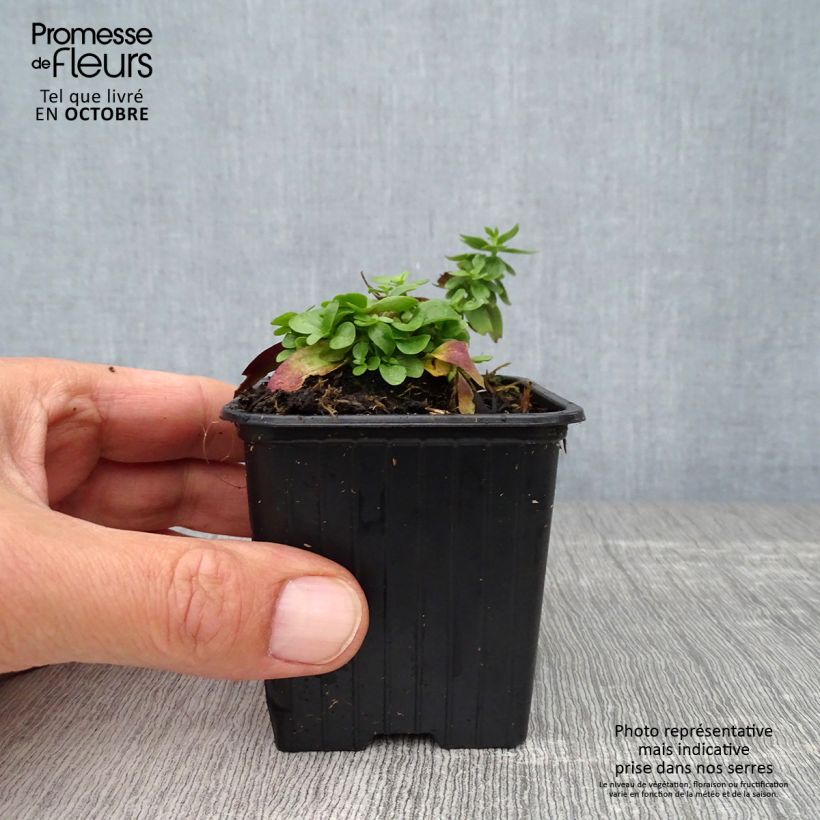 Esimerkki syksyllä toimitetusta Katkero Blue Star 8/9 cm taimiruukku-taimesta