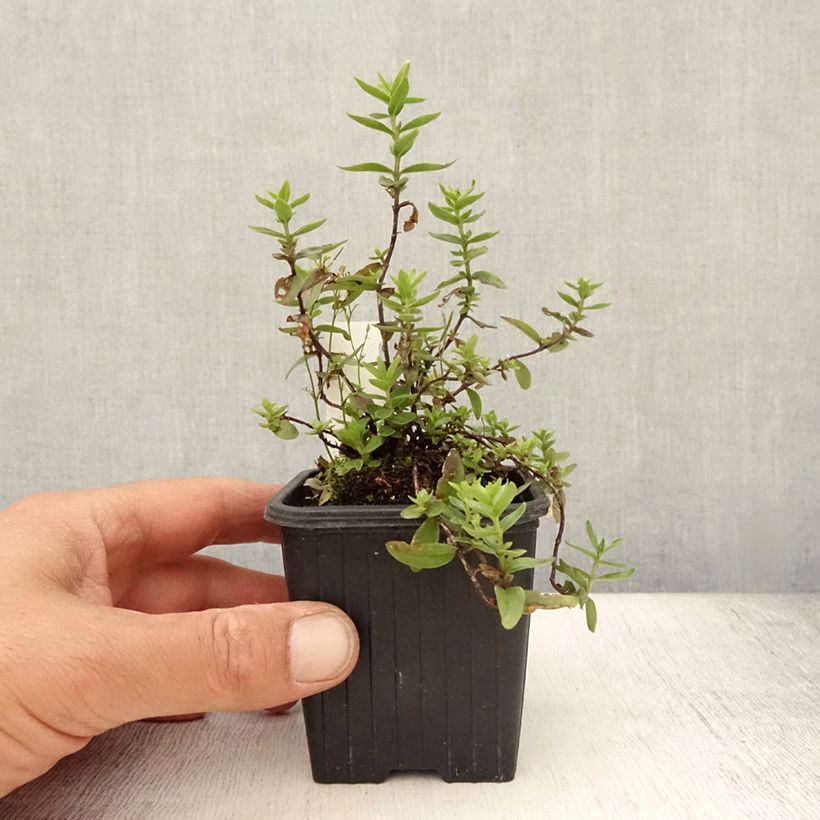 Esimerkki kesällä toimitetusta Katkero Blue Star Taimiruukku 8/9 cm-taimesta
