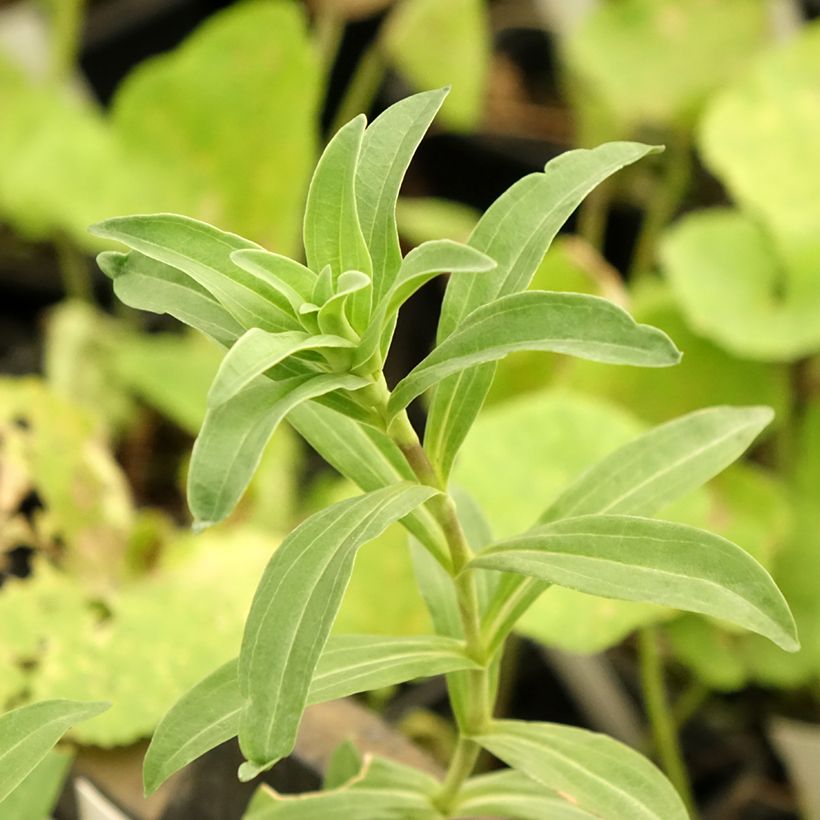 Ristikatkero - Gentiana cruciata (Lehvistö)