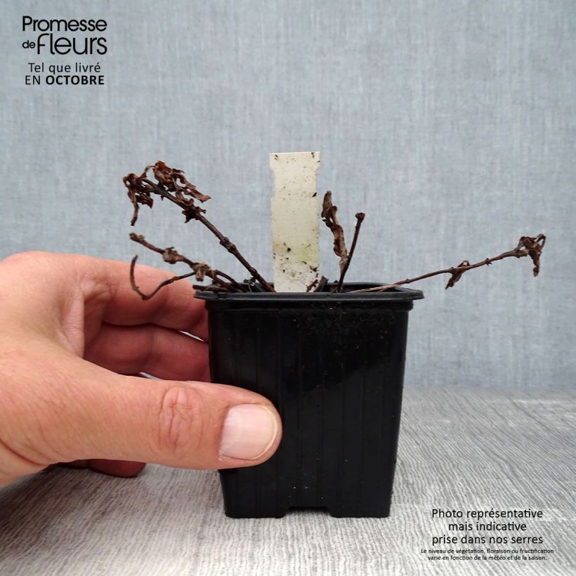 Esimerkki syksyllä toimitetusta Katkero True Blue 8/9 cm taimiruukku-taimesta
