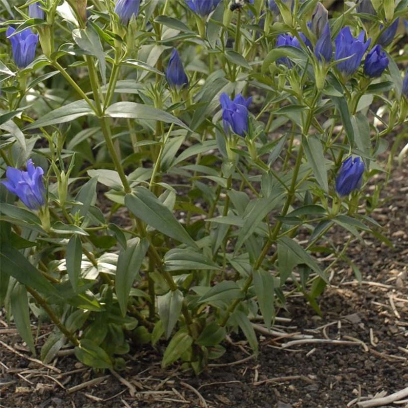 Katkero True Blue (Lehvistö)