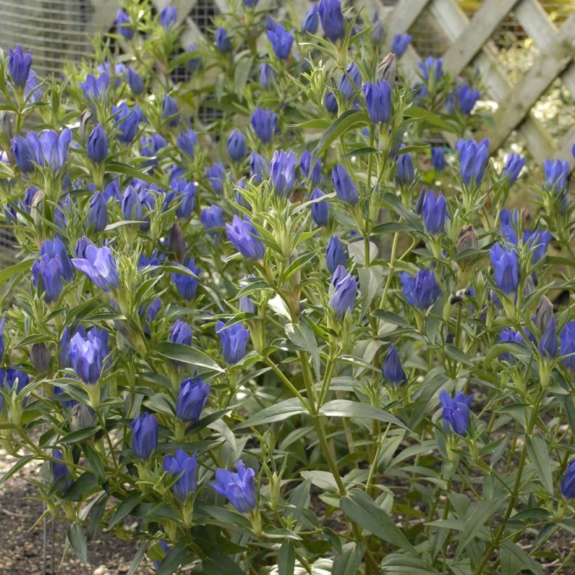 Katkero True Blue (Kukinta)