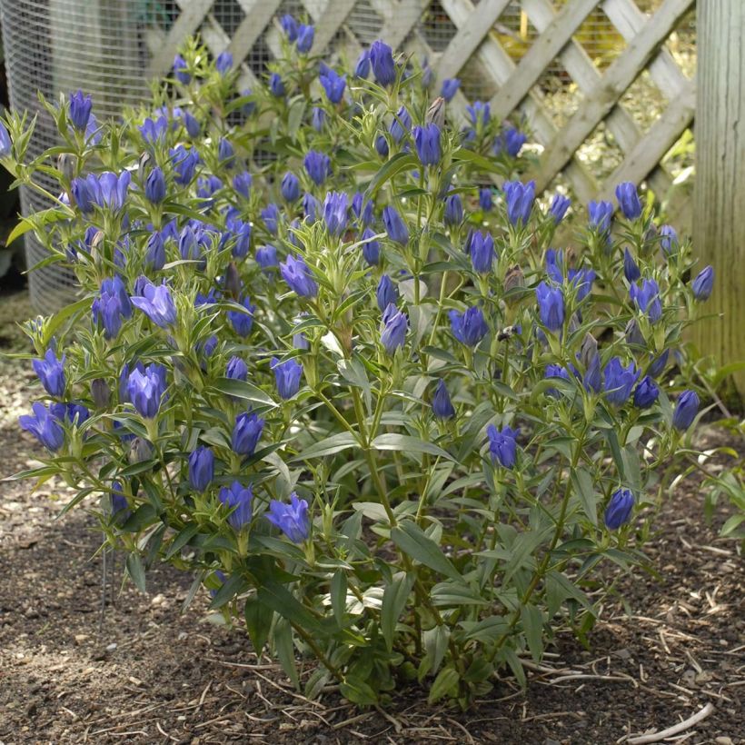 Katkero True Blue (Kasvutapa)