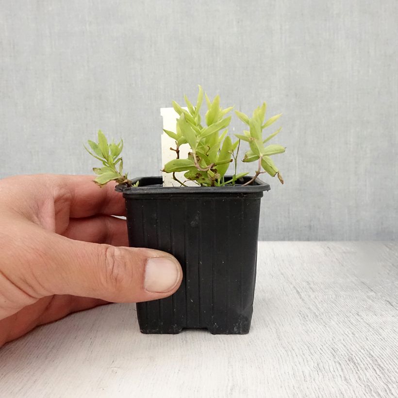 Esimerkki kesällä toimitetusta Katkero White Magic Taimiruukku 8/9 cm-taimesta