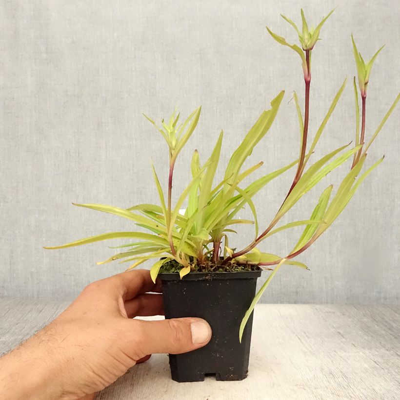 Esimerkki kesällä toimitetusta Rönsykatkero - Gentiana dahurica Godet de 8/9 cm-taimesta