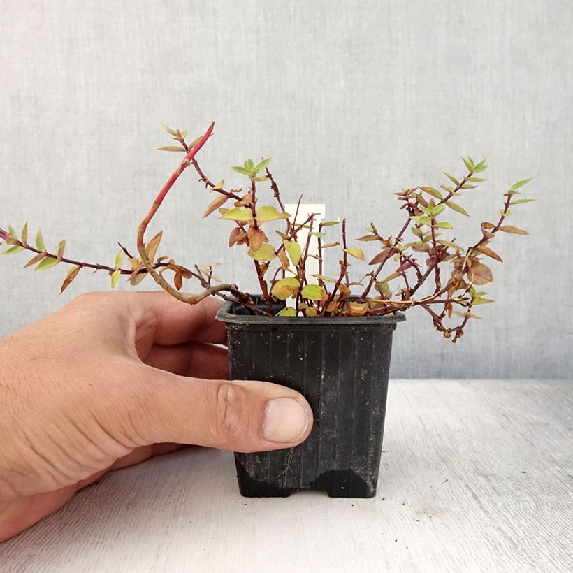 Esimerkki kesällä toimitetusta Amppelikatkero Zuki-rindo Godet de 8/9 cm-taimesta
