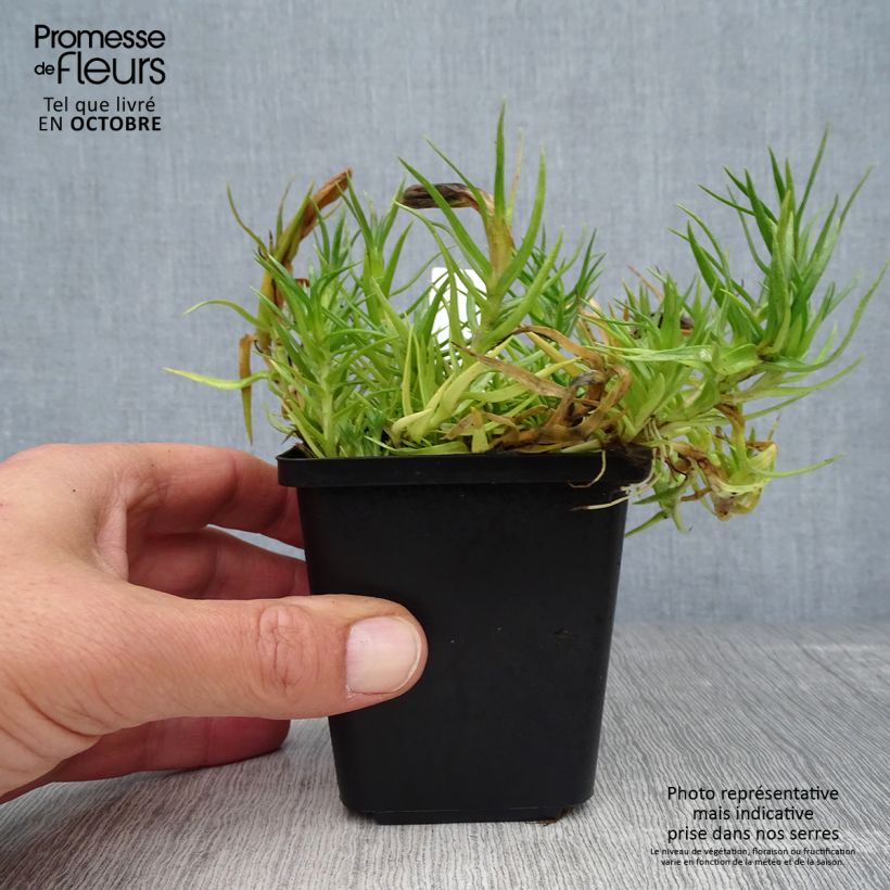 Esimerkki syksyllä toimitetusta Syyskatkero - Gentiana sino-ornata 8/9 cm taimiruukku-taimesta