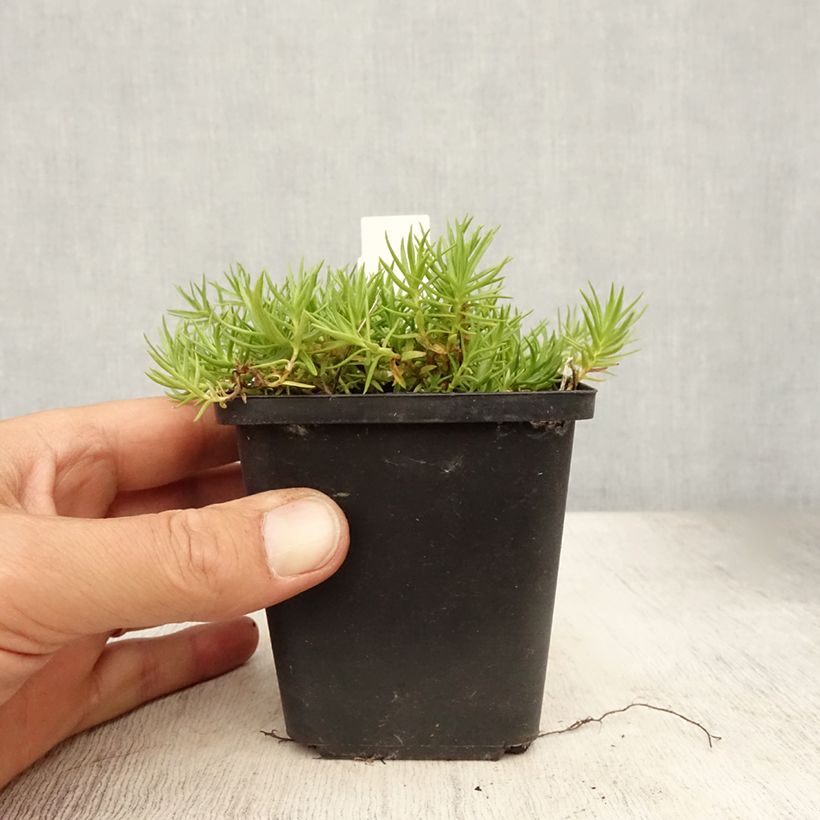 Esimerkki kesällä toimitetusta Gentiane sino-ornata bleue à floraison automnale, Gentiana Godet de 8/9 cm-taimesta