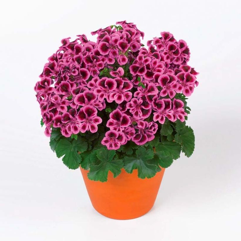 Enkelipelargoni Angel Eyes Blueberry (Kasvutapa)