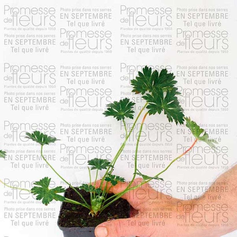 Esimerkki syksyllä toimitetusta Jalokurjenpolvi Rozanne 8/9 cm taimiruukku-taimesta