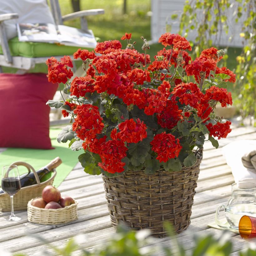 Enkelipelargoni Specials C Alm-Geranie Scarlet (Kukinta)