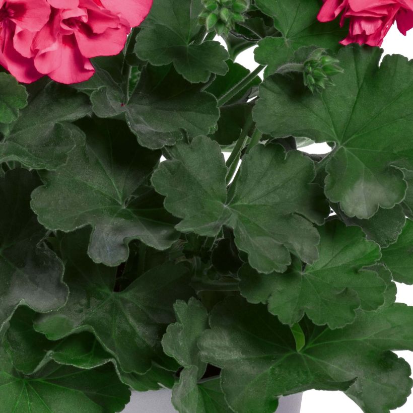 Enkelipelargoni TwoinOne Hot Pink Splash (Lehvistö)