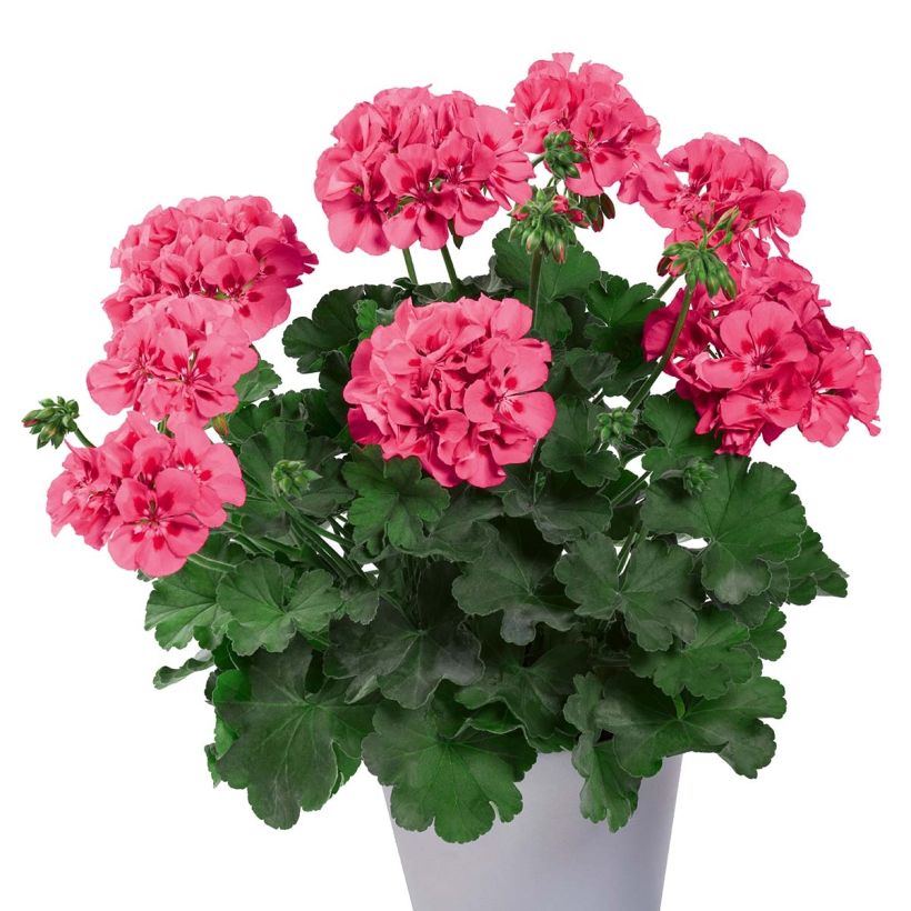Enkelipelargoni TwoinOne Hot Pink Splash (Kasvutapa)