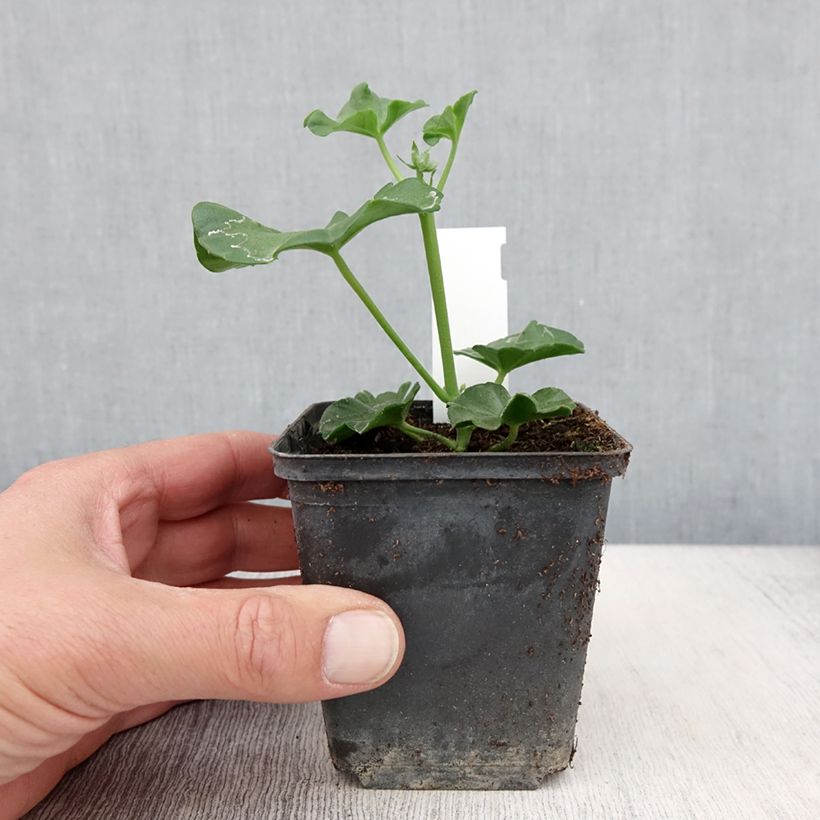 Esimerkki keväällä toimitetusta Riippapelargoni Blanche Roche 8/9 cm taimiruukku-taimesta