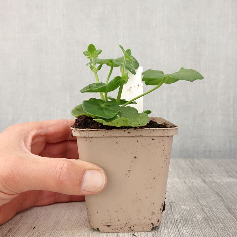 Esimerkki keväällä toimitetusta Riippapelargoni Amelit 8/9 cm taimiruukku-taimesta