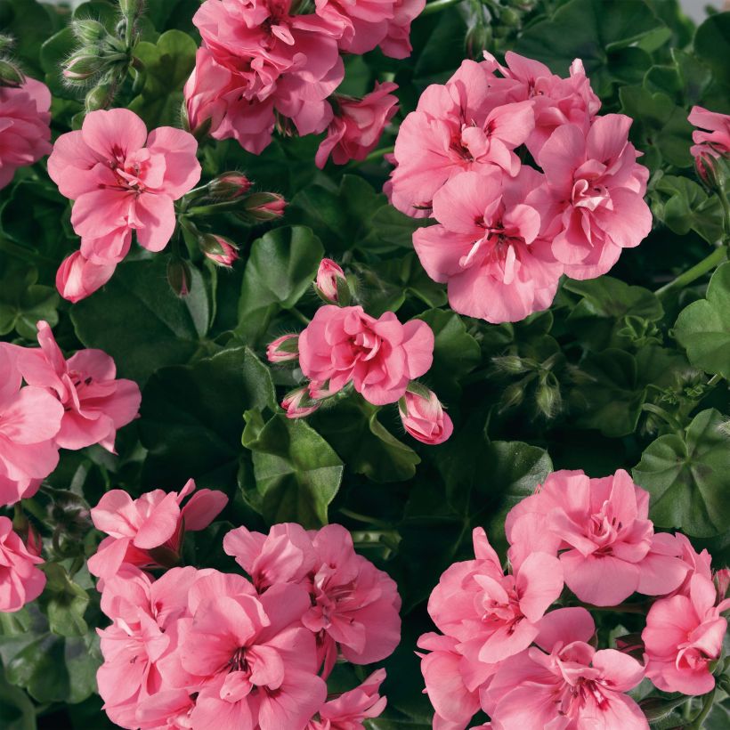 Riippapelargoni Big 5 Light Pink (Kukinta)