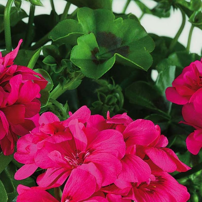 Riippapelargoni Big 5 Neon Pink (Lehvistö)