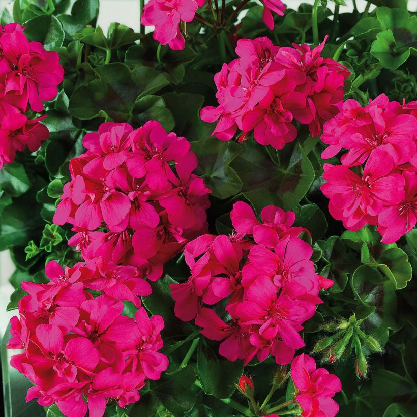 Riippapelargoni Big 5 Neon Pink (Kukinta)
