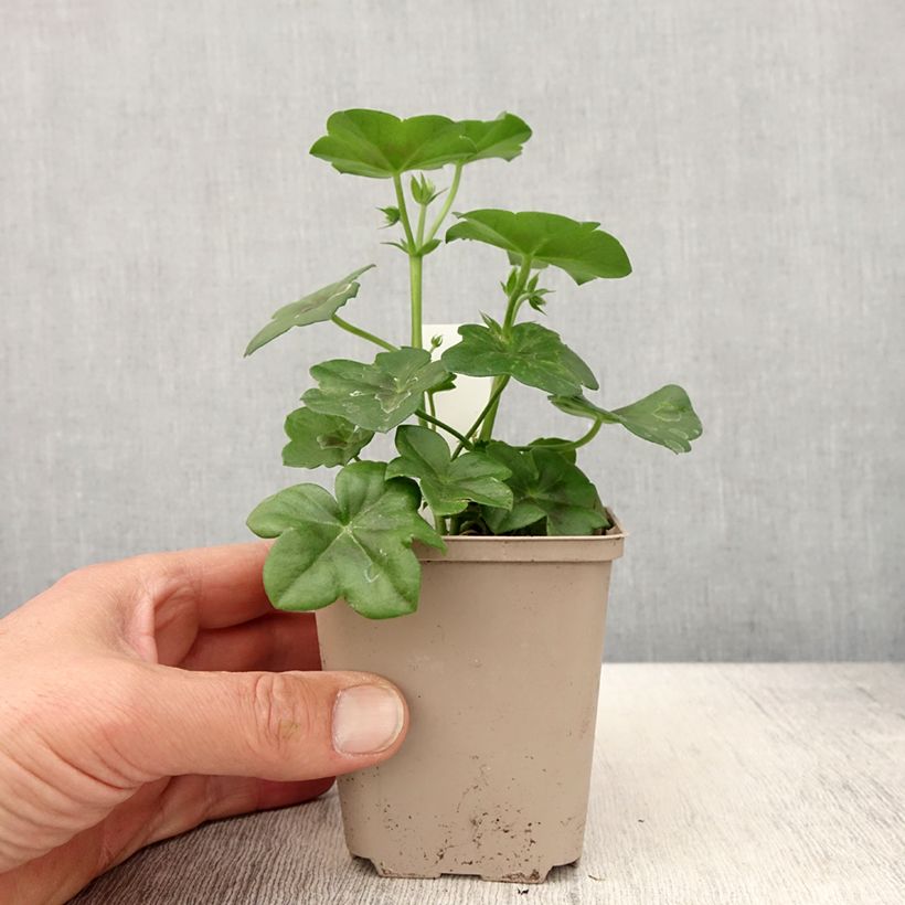 Esimerkki keväällä toimitetusta Géranium lierre Rainbow Amethyst - Pelargonium peltatum  Godet de 8/9 cm-taimesta