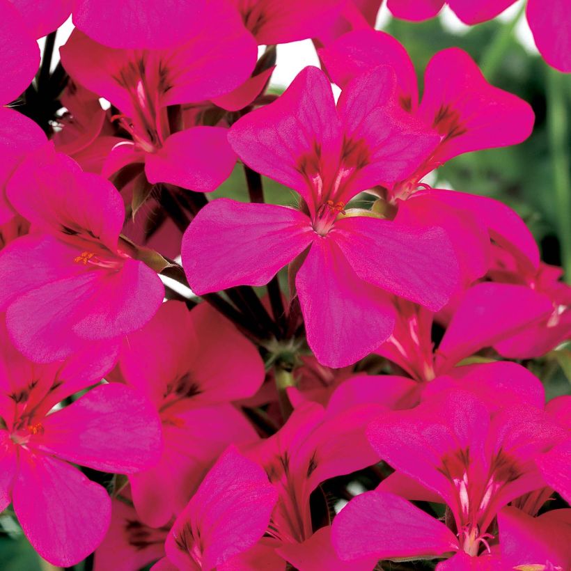 Riippapelargoni Rainbow Neon Purple (Kukinta)
