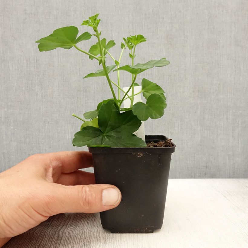 Esimerkki keväällä toimitetusta Riippapelargoni Balcon Desrumeaux 8/9 cm taimiruukku-taimesta