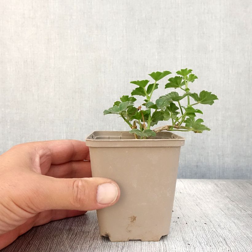 Esimerkki kesällä toimitetusta Riippapelargoni Balcon Lilas Lila 8/9 cm taimiruukku-taimesta