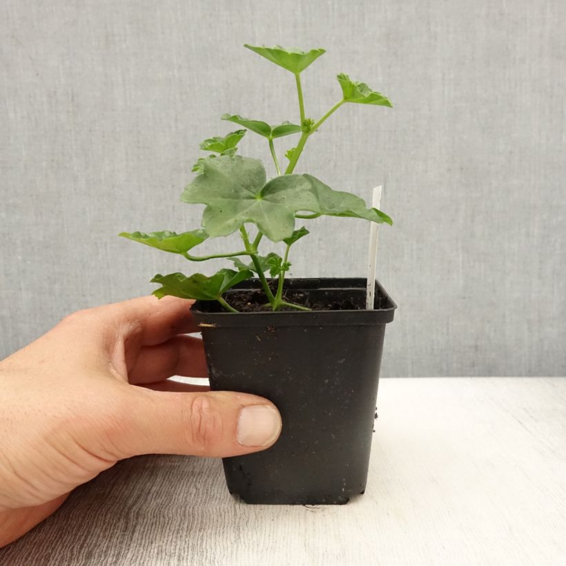 Esimerkki keväällä toimitetusta Riippapelargoni Balcon Imperial Red, rouge 8/9 cm taimiruukku-taimesta