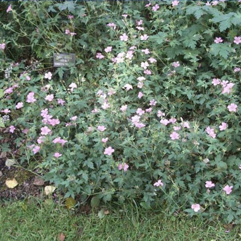 Rusokurjenpolvi Hollywood (Plant habit)